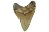 Serrated, Fossil Megalodon Tooth - North Carolina #236888-1